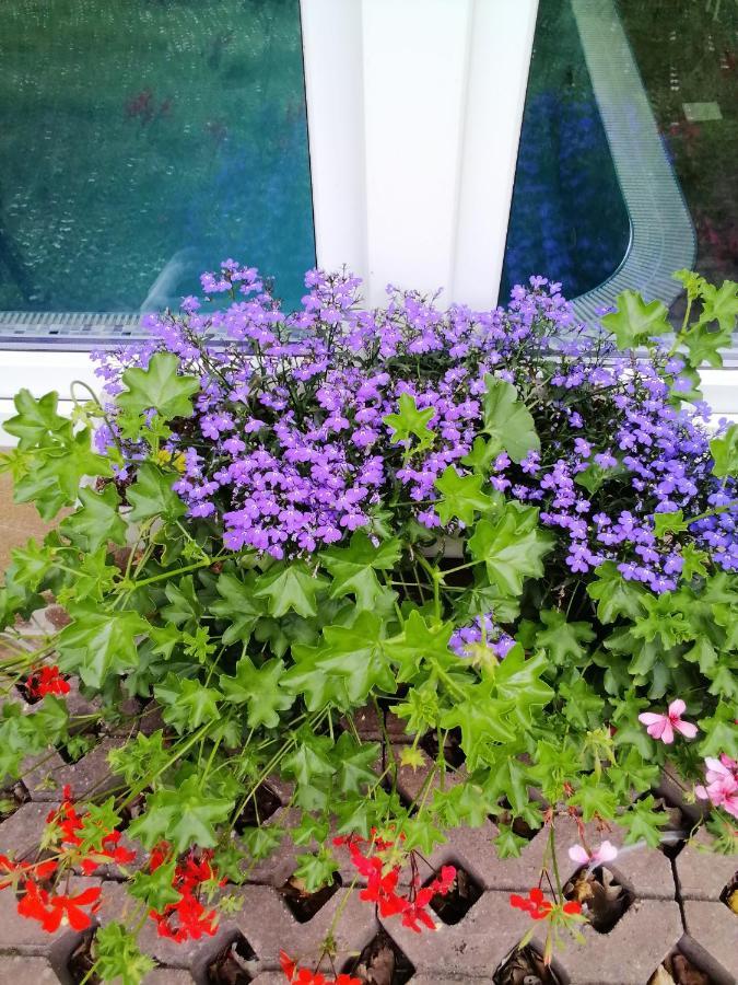 Pasja Bed & Breakfast Świeradów-Zdrój Екстериор снимка