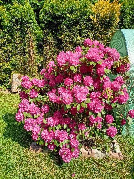 Pasja Bed & Breakfast Świeradów-Zdrój Екстериор снимка